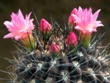 Neoporteria_polyraphis